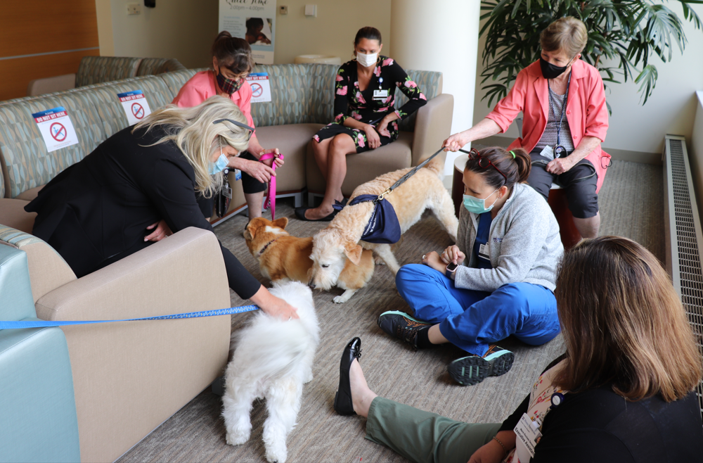 A group of Chester County Hospital staff and volunteers sitting with therapy dogs